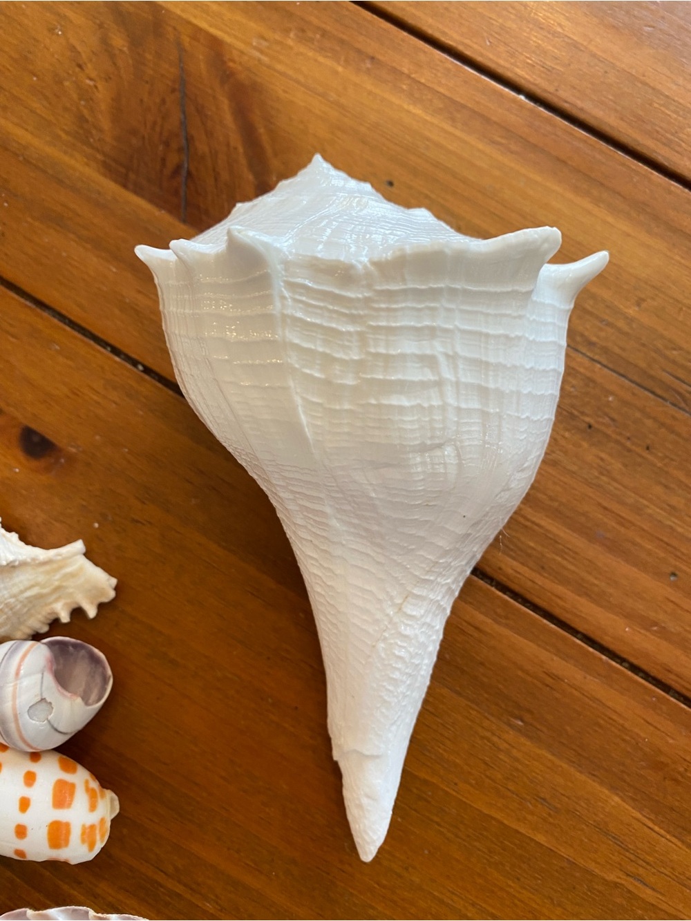 Seashell bundle - Picture 3 of 8